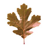 oak